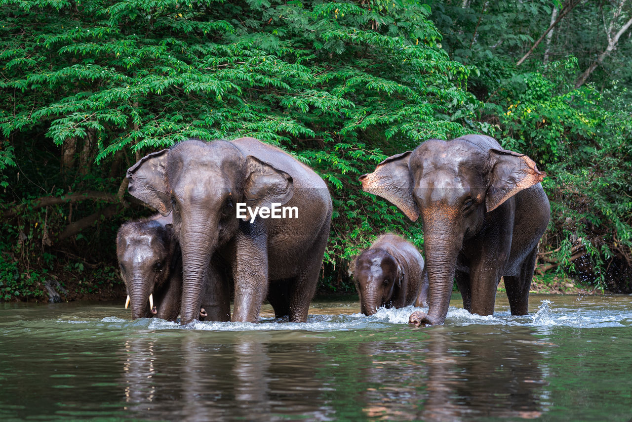 Elephant family in a forest with the river on the way.