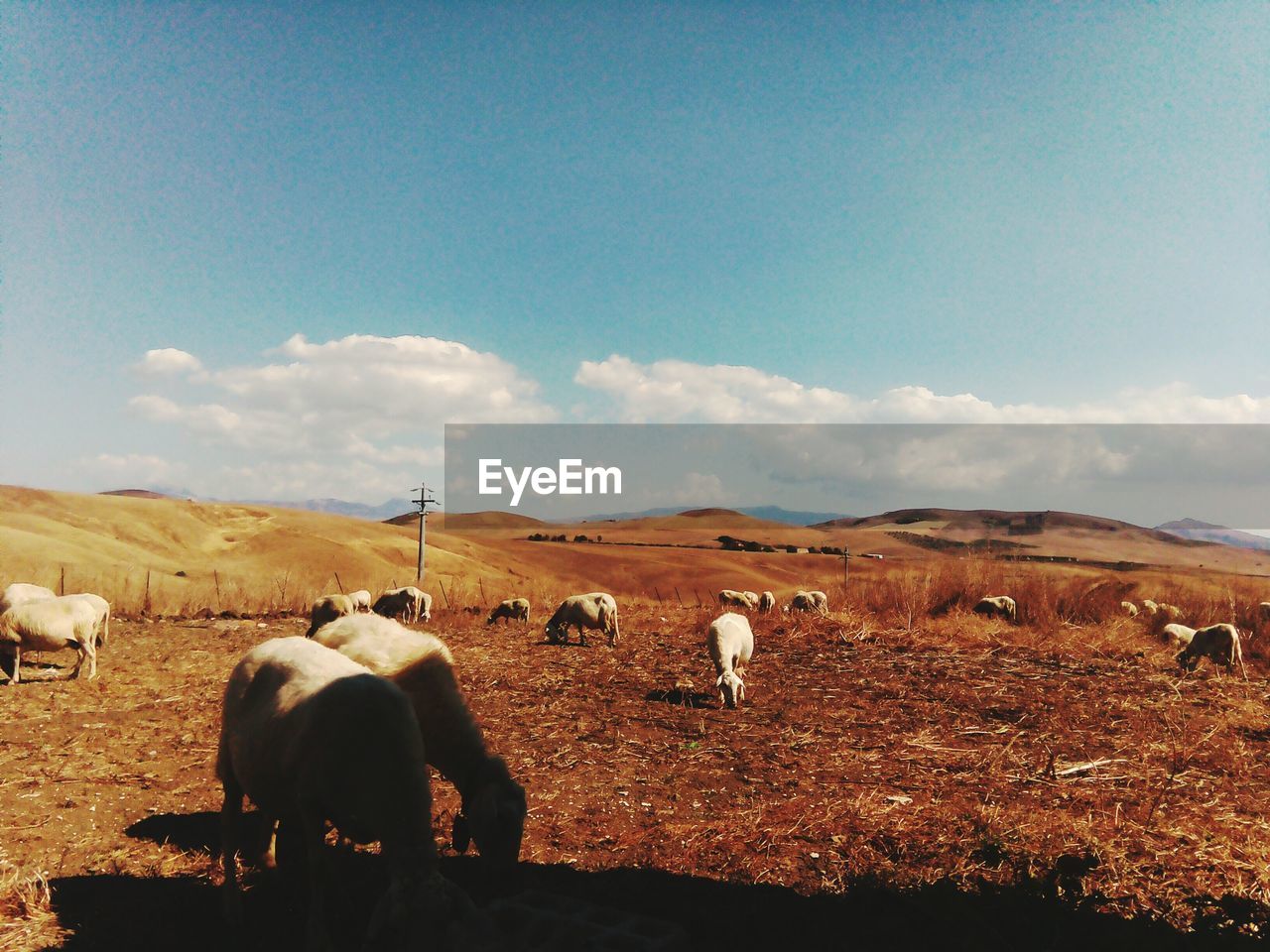 COW STANDING ON FIELD AGAINST SKY