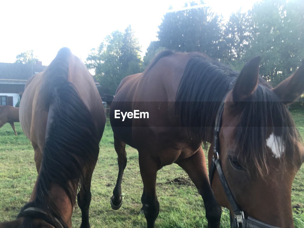 TWO HORSES GRAZING IN FIELD