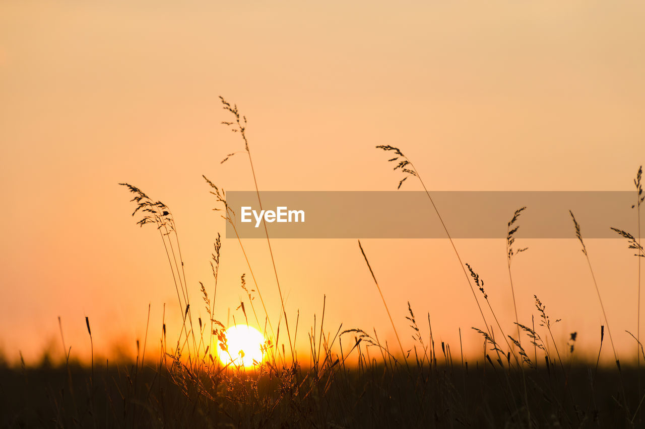 Scenic view of field against sky during sunset