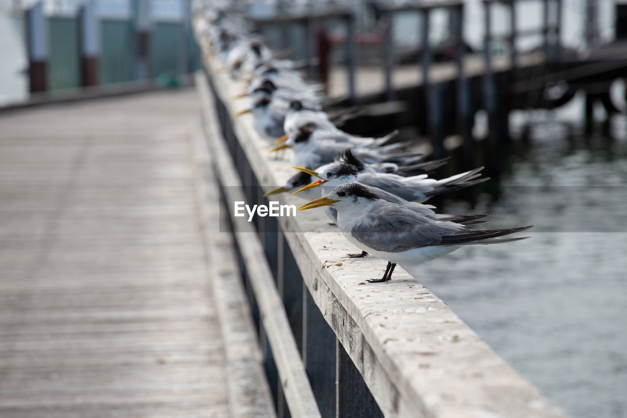 Seagulls on footpath