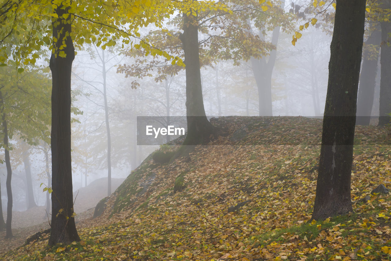 TREES GROWING IN FOREST DURING AUTUMN
