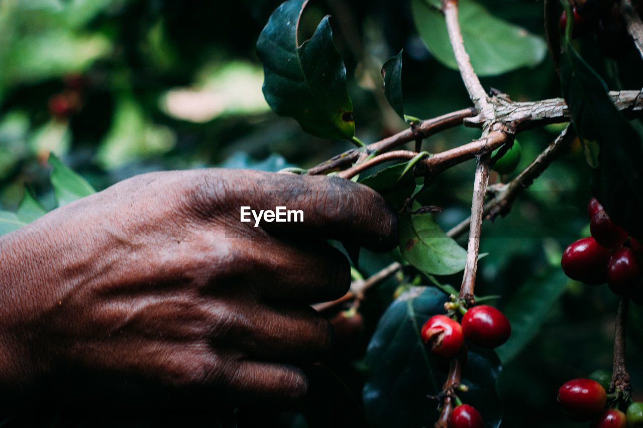 Man harvesting 