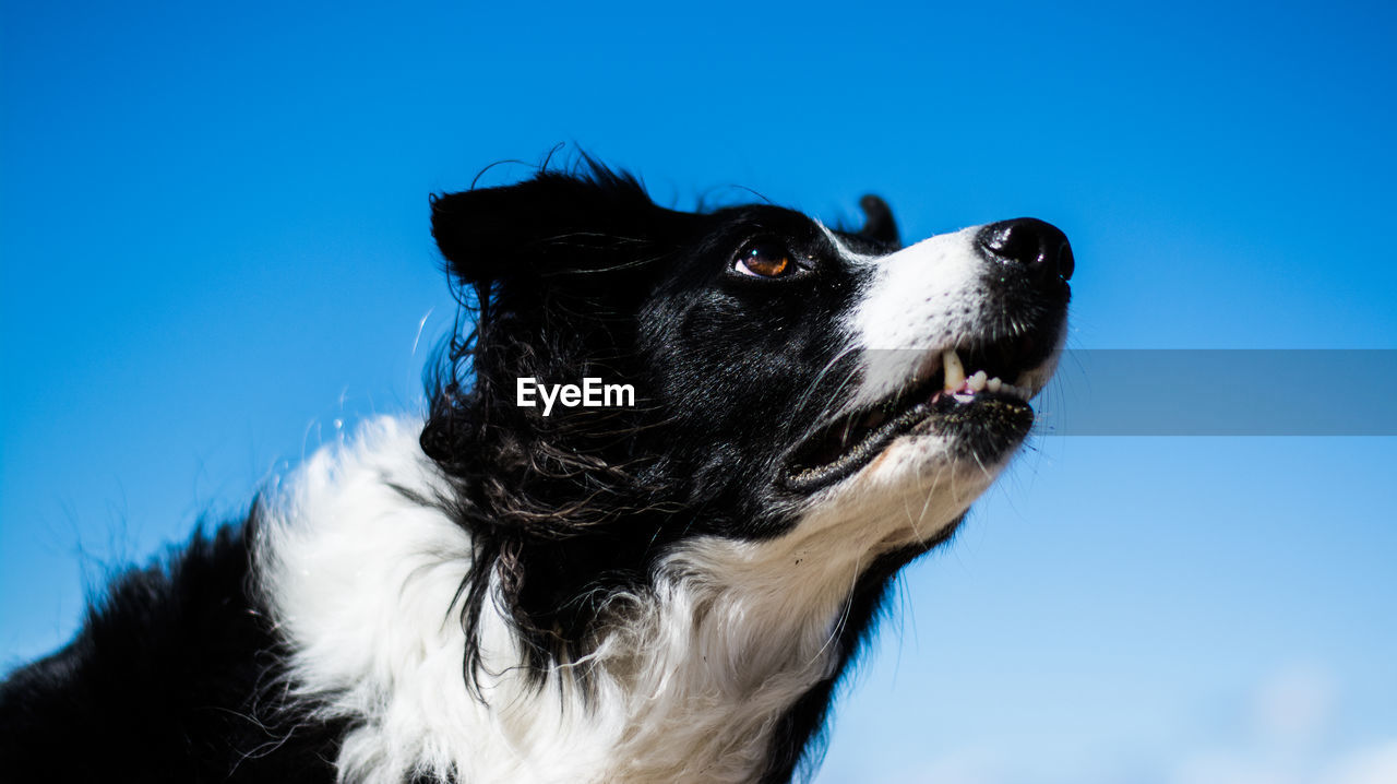 Low angle view of border collie against blue sky