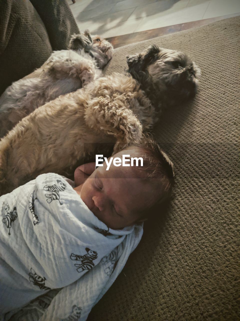 High angle view of baby boy with dogs sleeping on floor at home