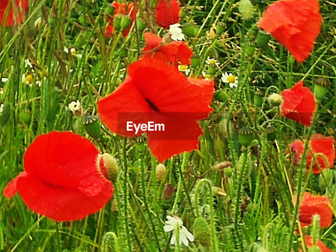 CLOSE-UP OF RED POPPY FLOWERS IN FIELD