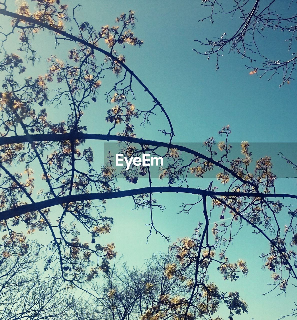 CLOSE-UP LOW ANGLE VIEW OF TREE AGAINST SKY