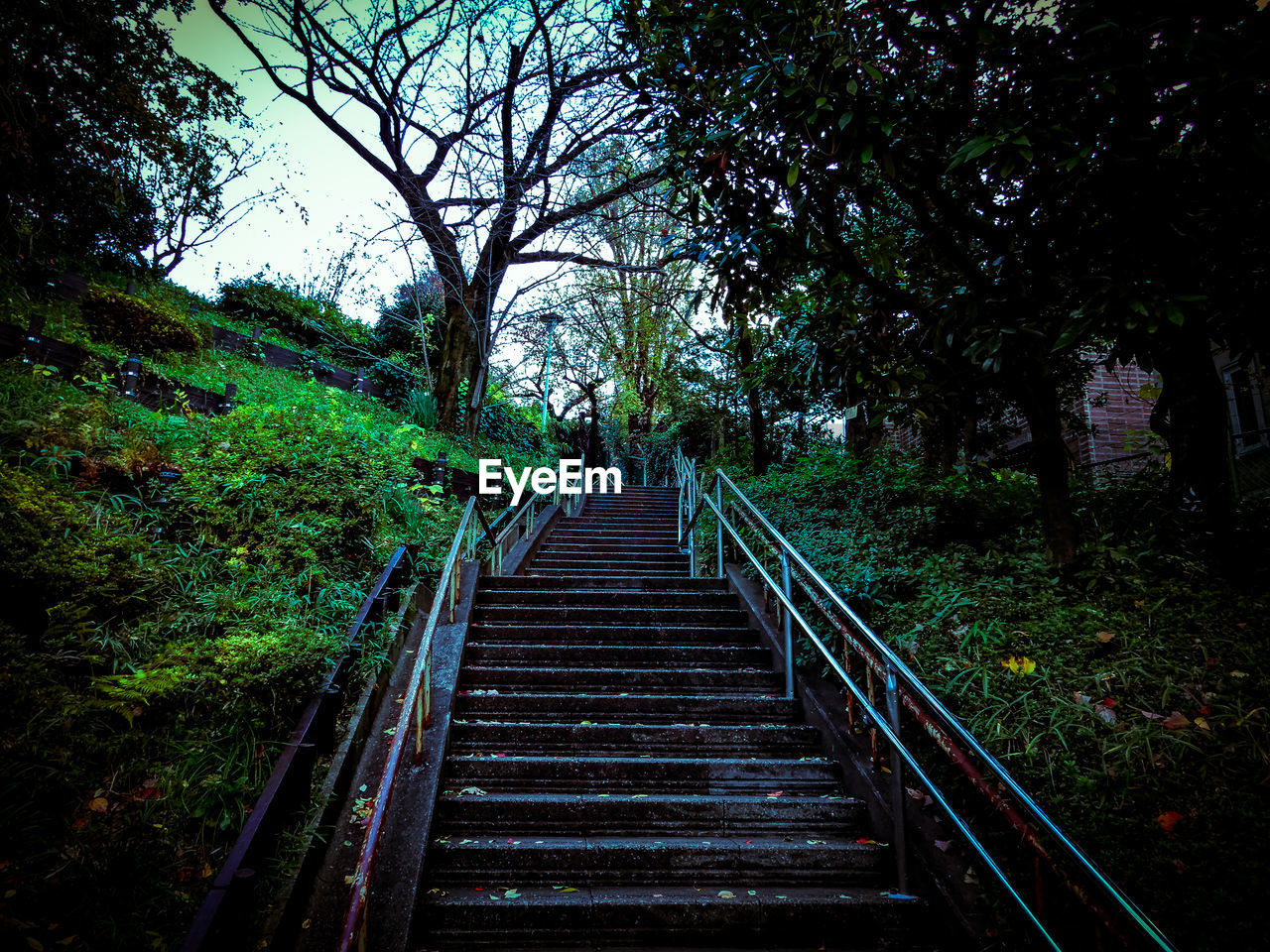 BOARDWALK IN FOREST