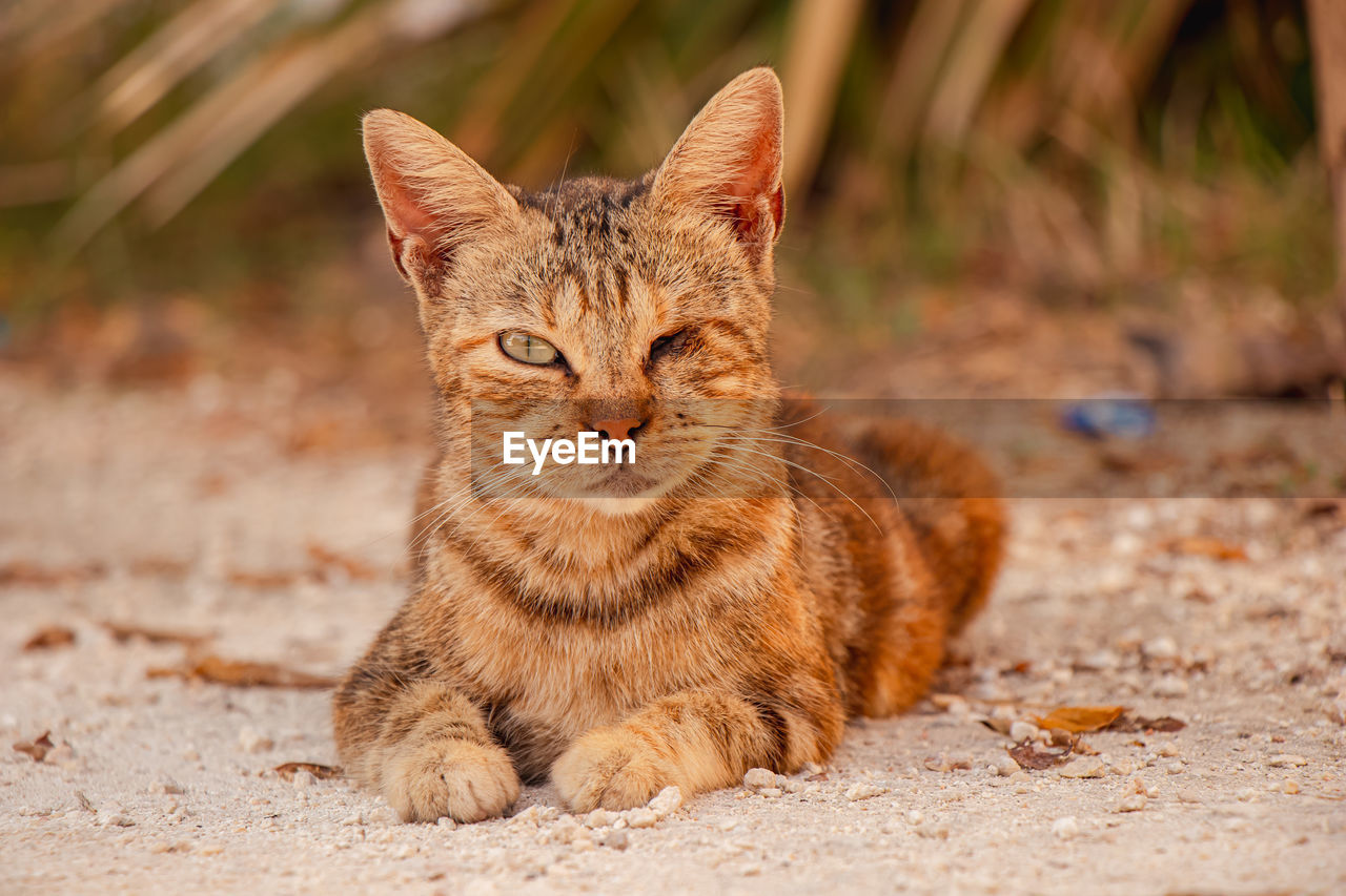 animal, animal themes, pet, mammal, cat, one animal, domestic animals, feline, domestic cat, whiskers, portrait, tabby cat, wild cat, looking at camera, small to medium-sized cats, felidae, no people, close-up, sitting, carnivore, land, cute, relaxation, nature