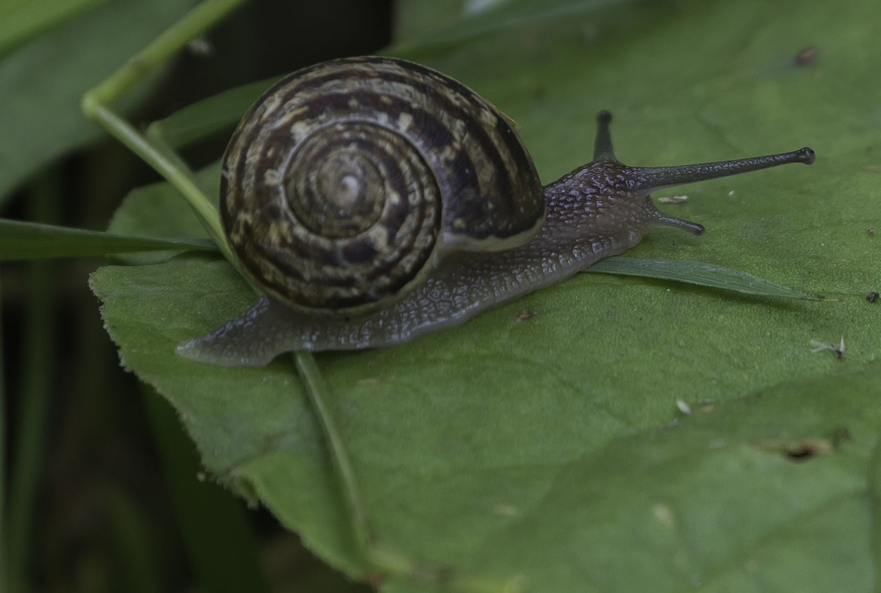 Close-up of snail on leaf