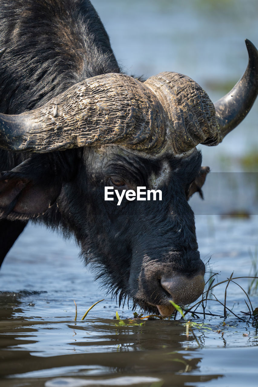 close-up of buffalo standing in lake