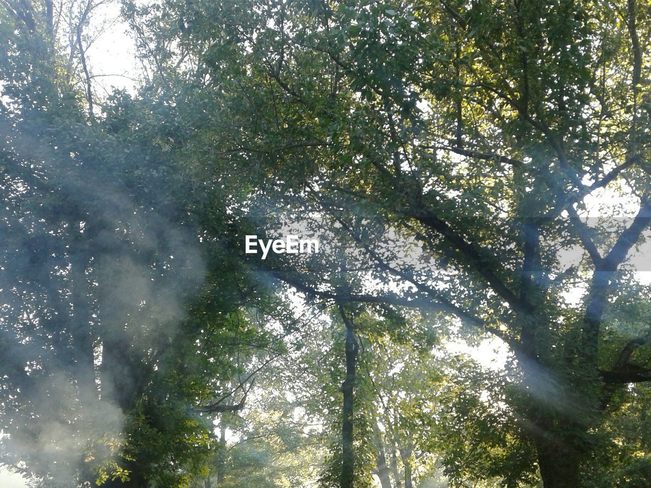 LOW ANGLE VIEW OF TREES IN FOREST