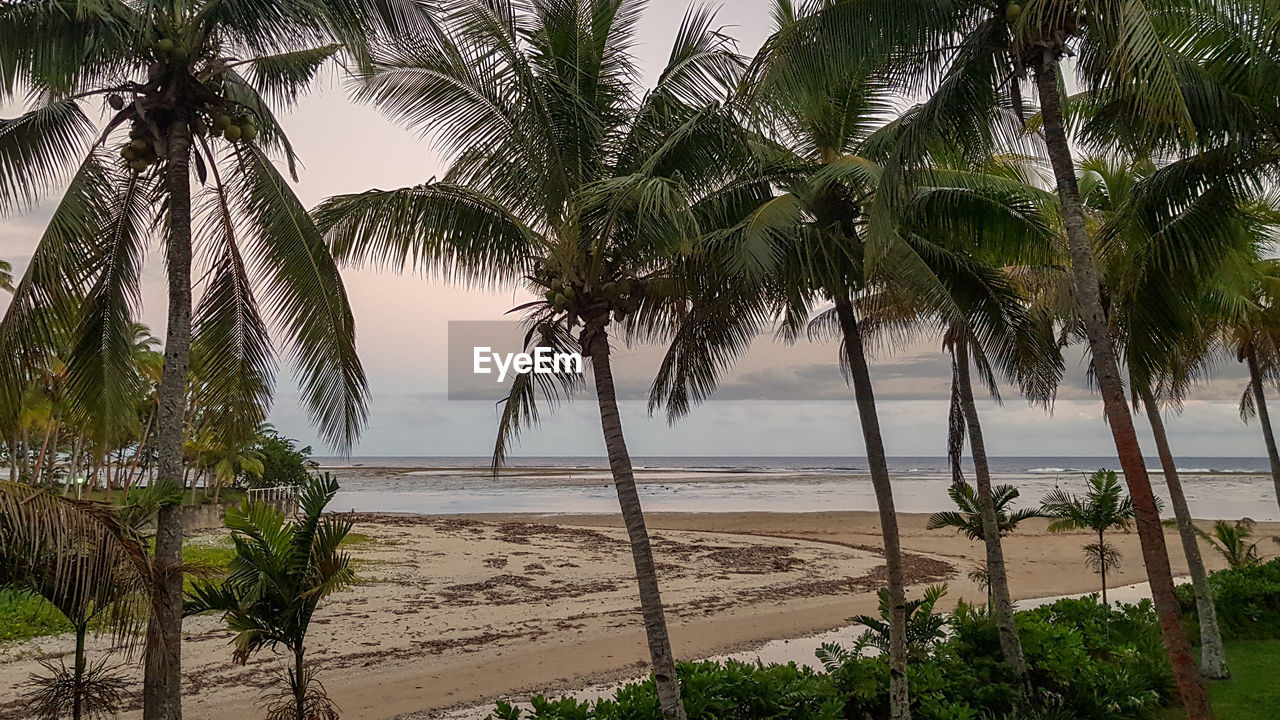 PALM TREES BY SEA AGAINST SKY