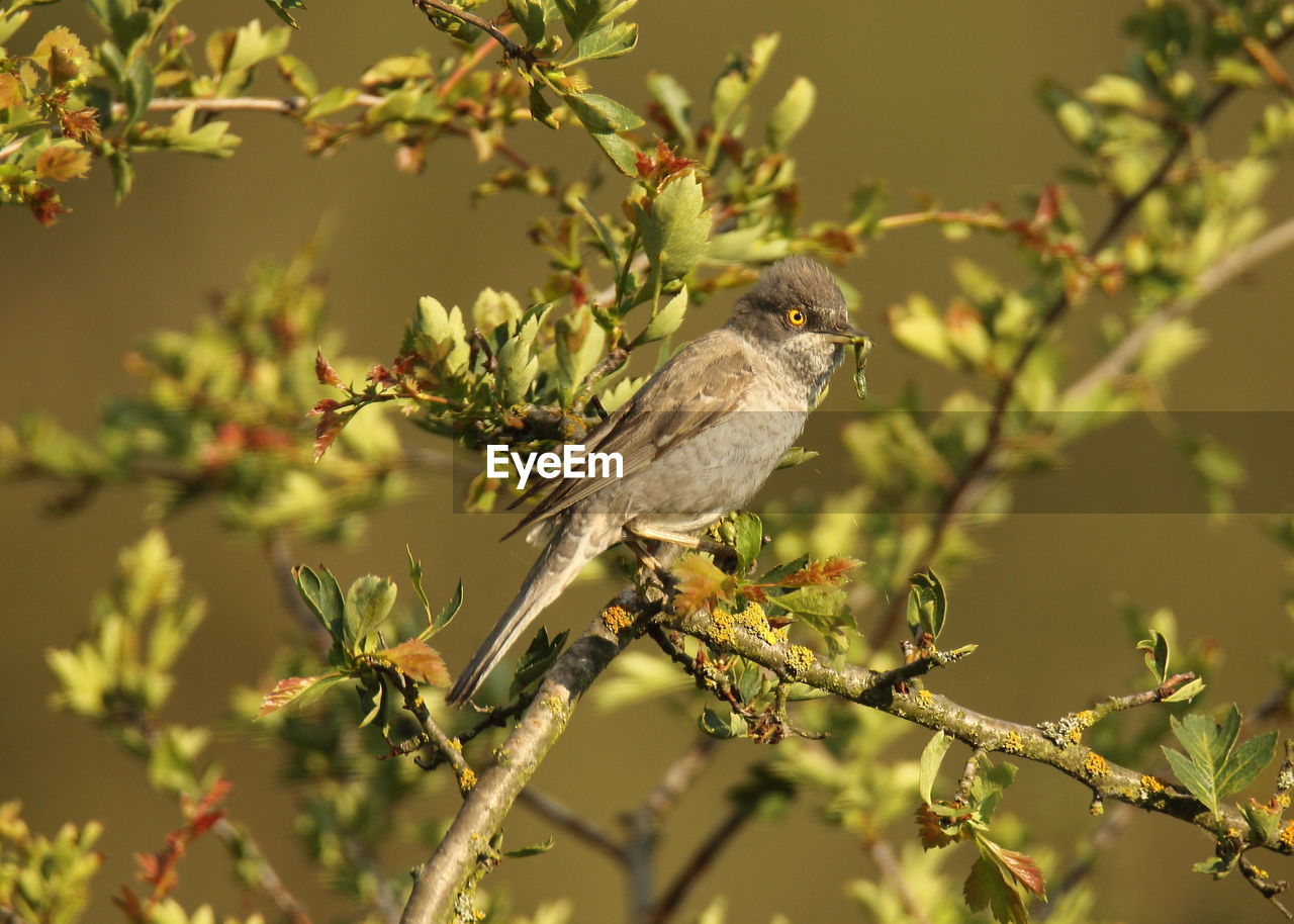 CLOSE-UP OF A BIRD PERCHING ON BRANCH