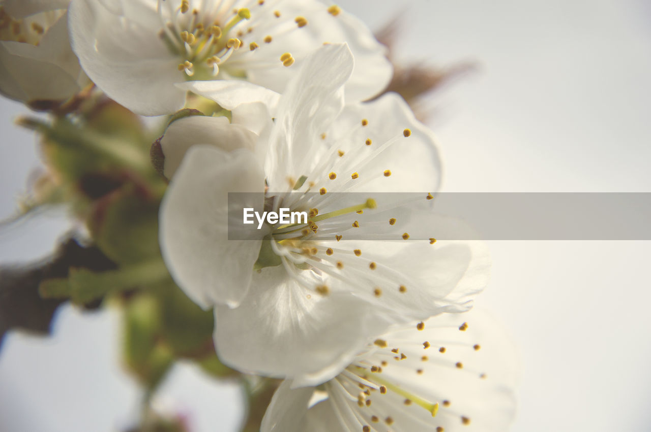 CLOSE-UP OF WHITE CHERRY BLOSSOMS