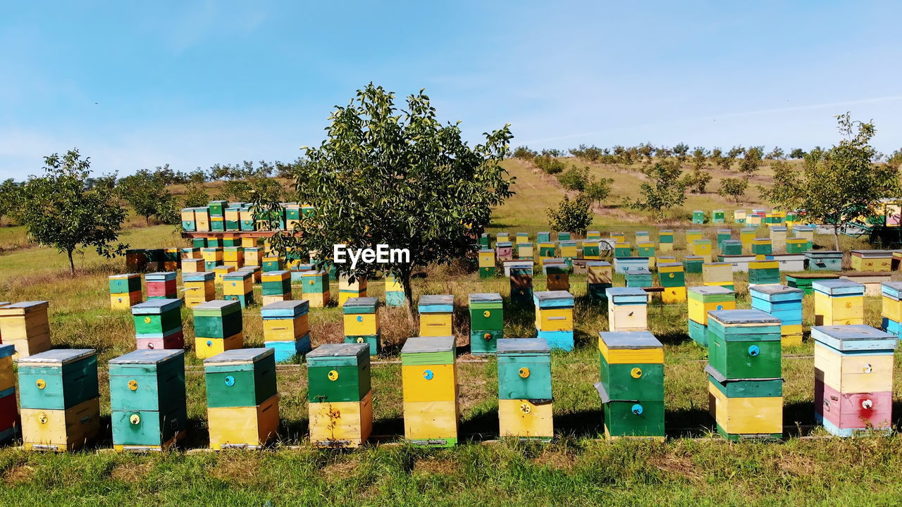 plant, nature, apiary, tree, sky, multi colored, beehive, in a row, day, no people, apiculture, environment, landscape, grass, bee, large group of objects, container, land, outdoors, field, insect, agriculture, box, beauty in nature, rural scene, blue, food, food and drink, sunlight, abundance