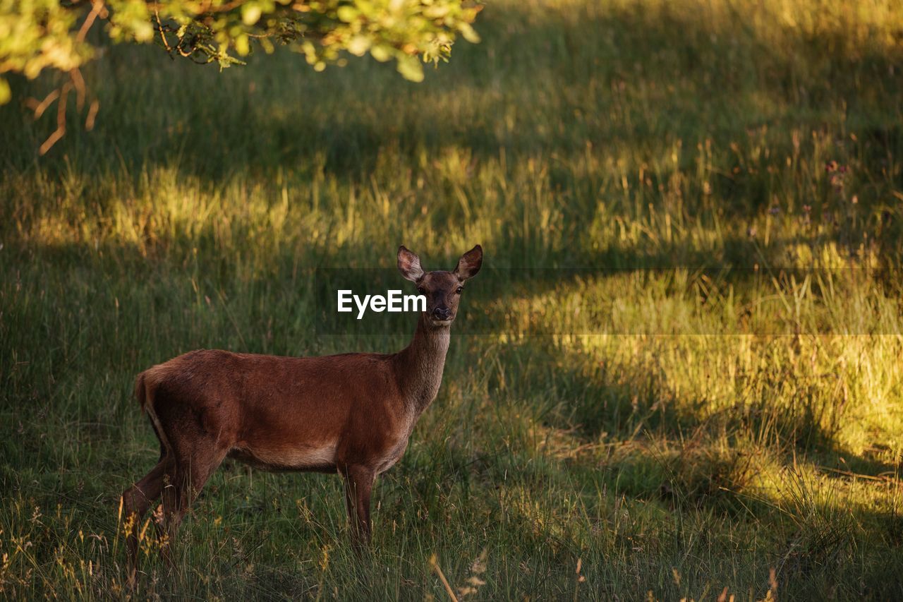 Deer standing on field