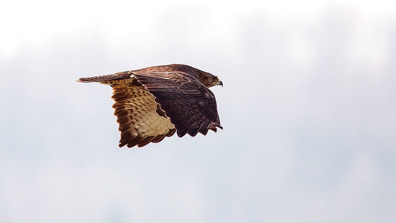 Low angle view of eagle flying against sky