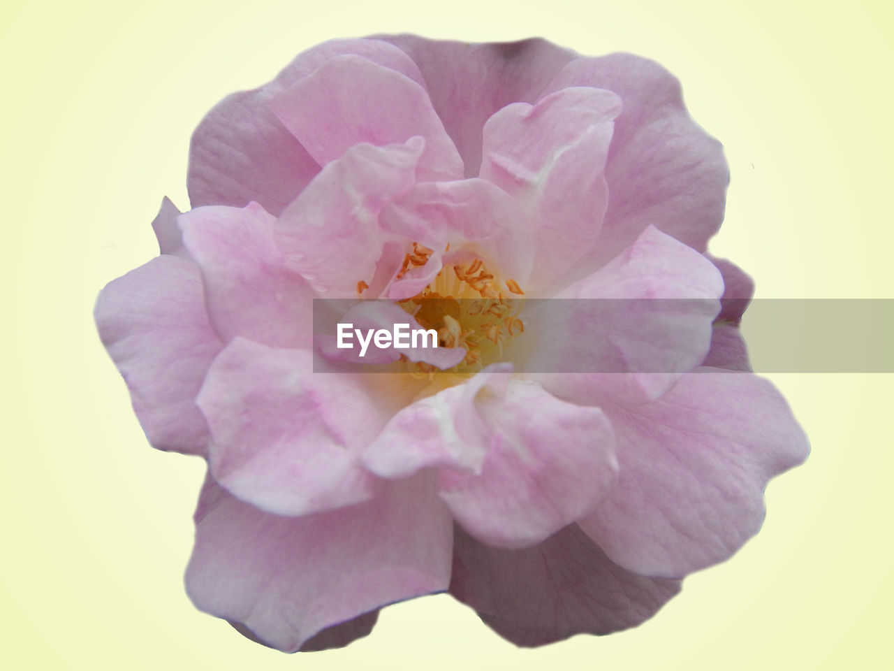 CLOSE-UP OF PINK ROSES