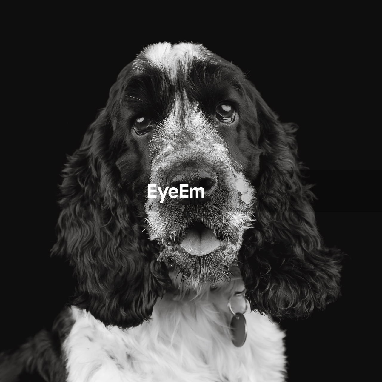 Black and white portrait of a spaniel dog