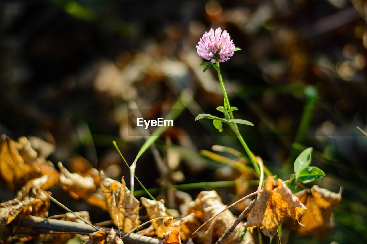 Close-up of fresh flowers blooming in field