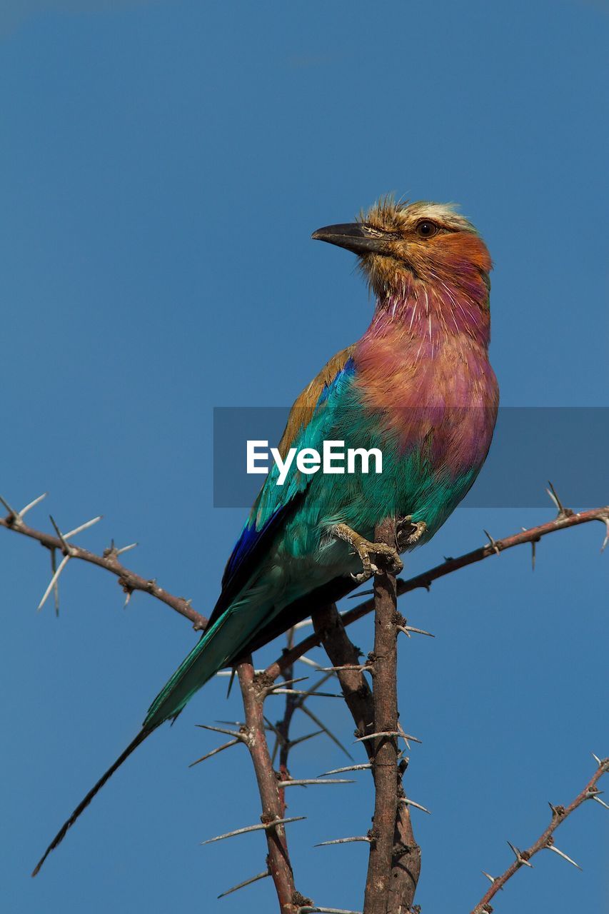 Low angle view of bird perching on branch against blue sky