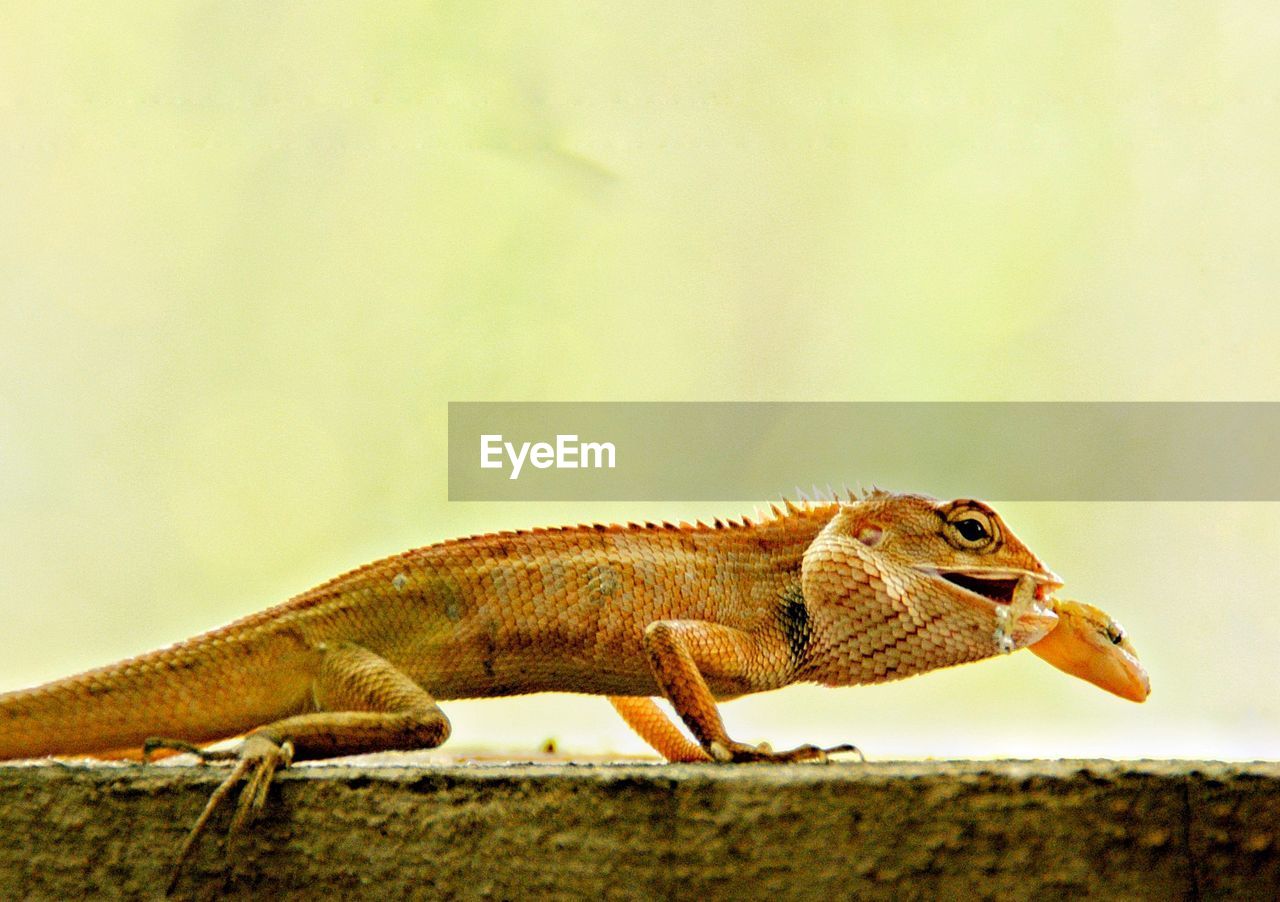 SIDE VIEW OF A LIZARD