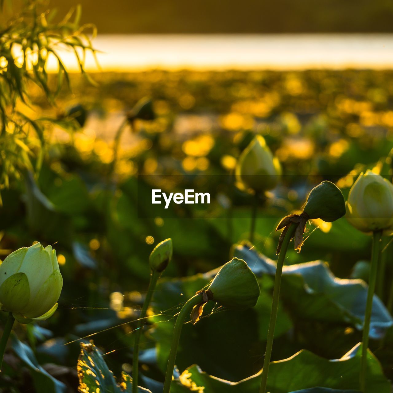 Close-up of fresh green plant