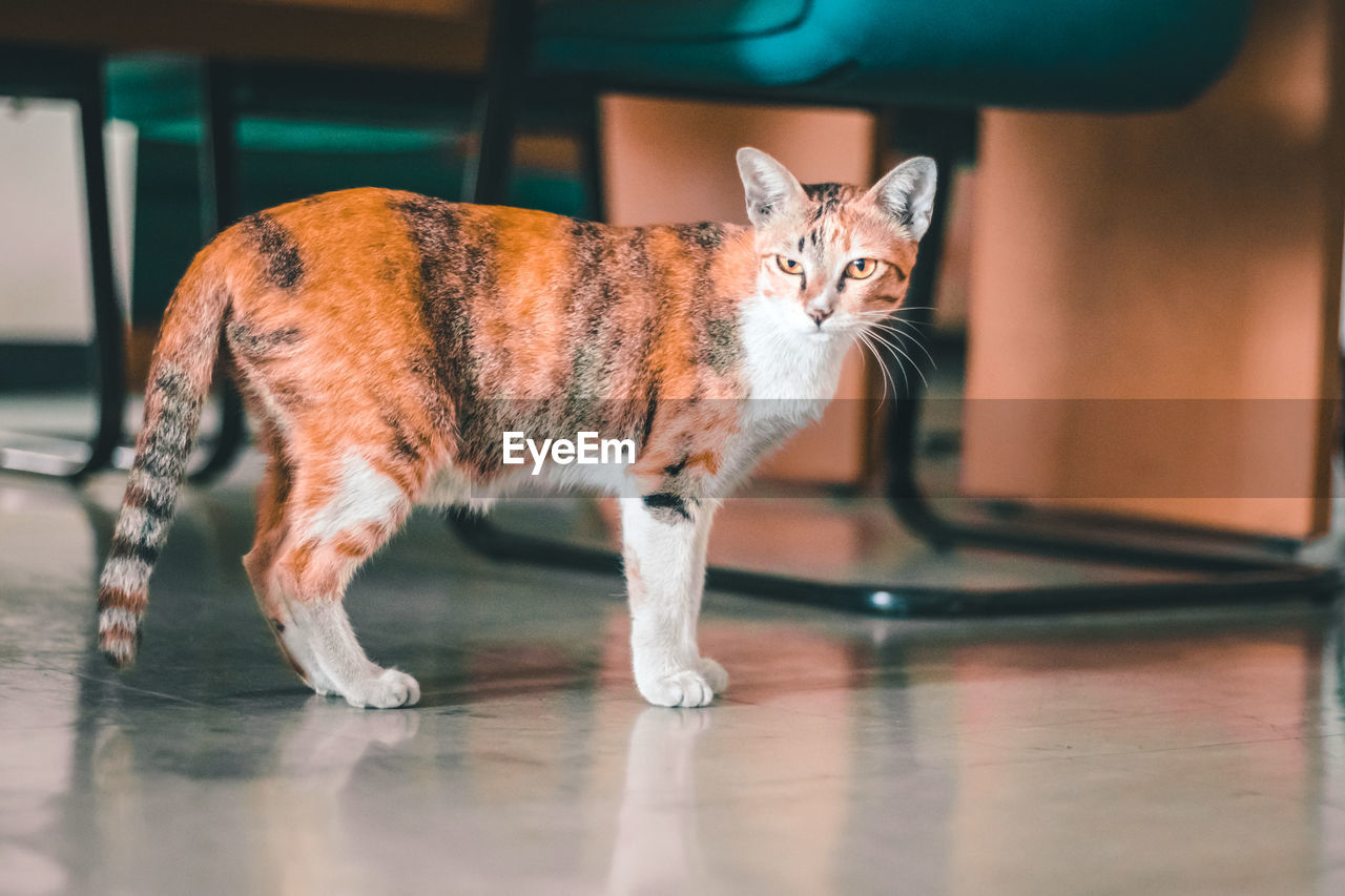 Cat on hardwood floor