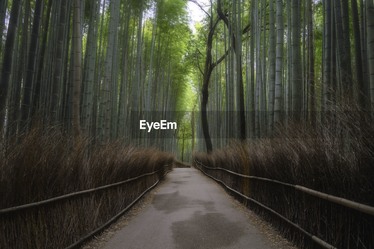 VIEW OF BAMBOO FOREST