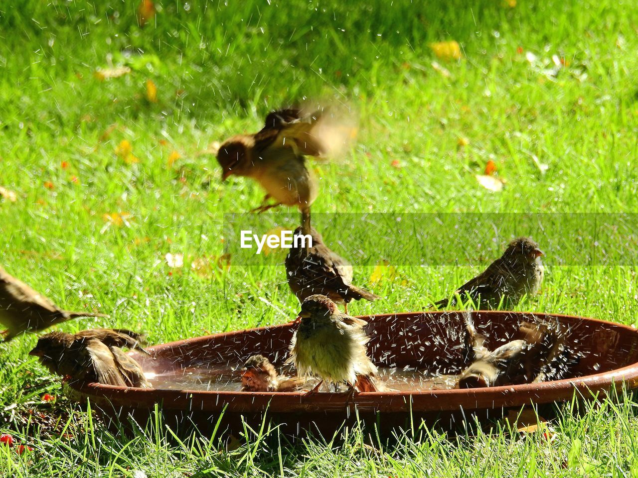 View of bathing sparrows in the garden