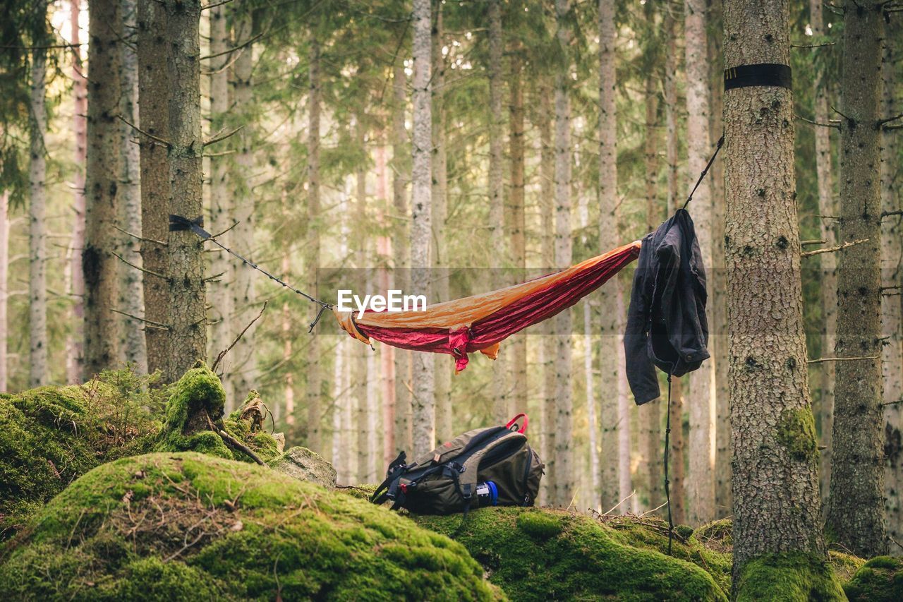 Hammock hanging on tree trunks in forest