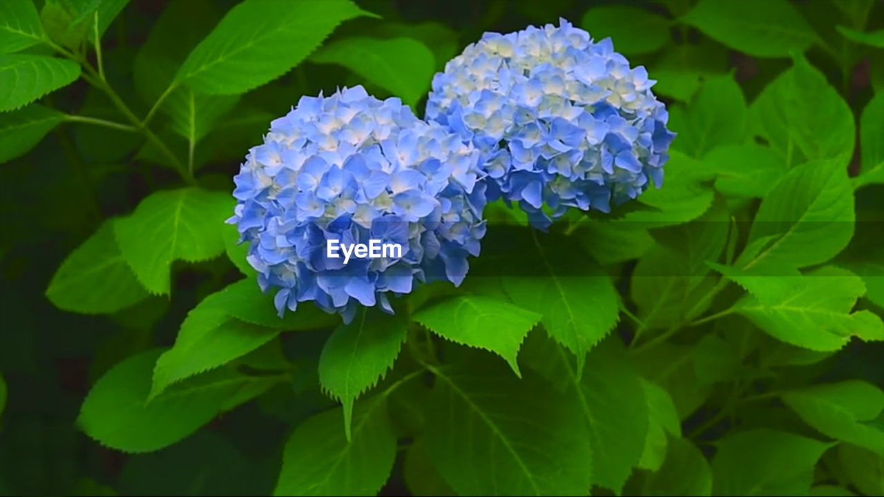 Blue hydrangea flowers in garden