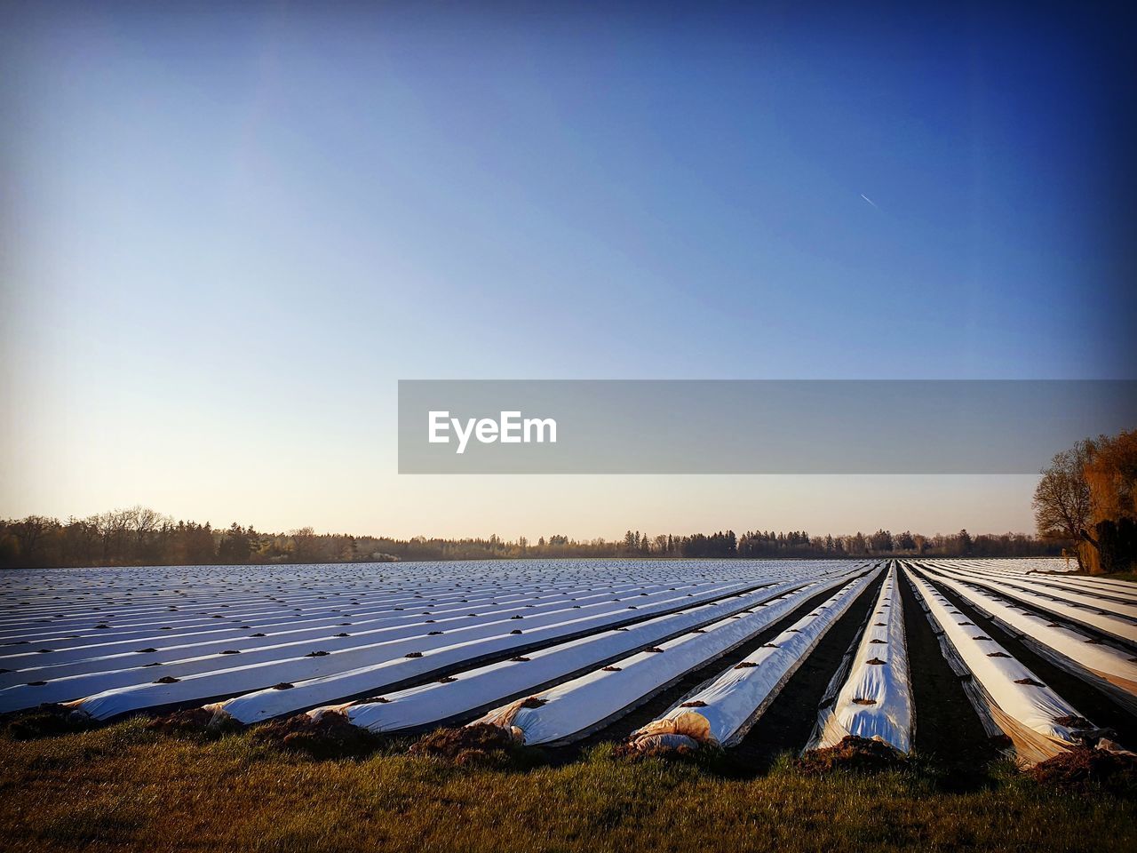 SCENIC VIEW OF AGRICULTURAL FIELD AGAINST CLEAR SKY