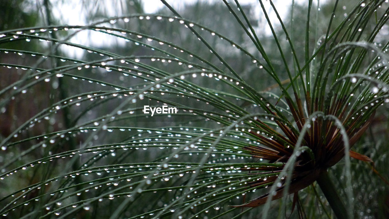 RAINDROPS ON PINE TREE