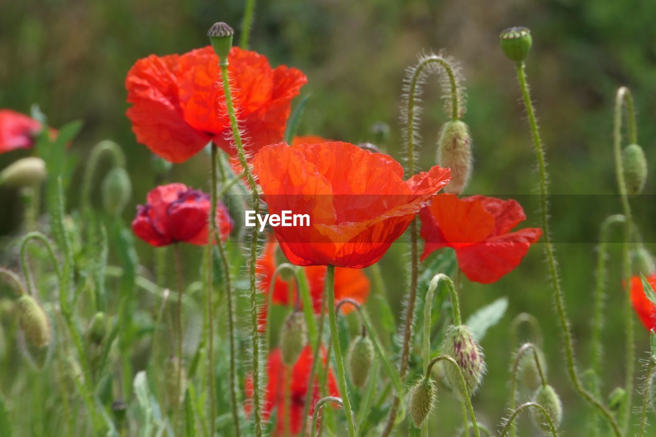 CLOSE-UP OF RED POPPY FLOWERS ON PLANT
