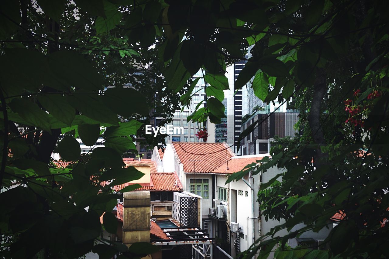 Buildings in city seen through tree