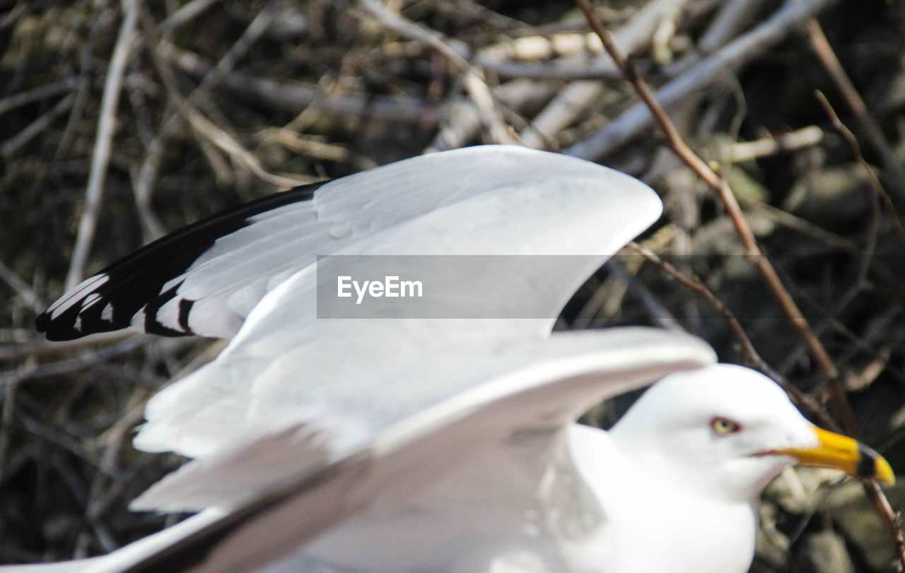 CLOSE-UP OF SWAN PERCHING