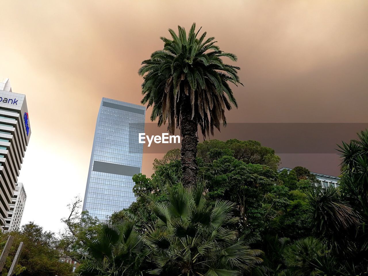 LOW ANGLE VIEW OF PALM TREES AND SKYSCRAPERS AGAINST SKY