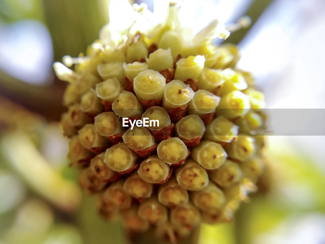 CLOSE-UP OF FRESH YELLOW FLOWER