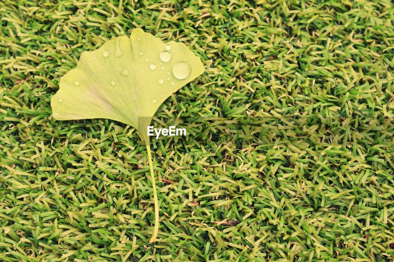 CLOSE-UP OF WET GREEN LEAF