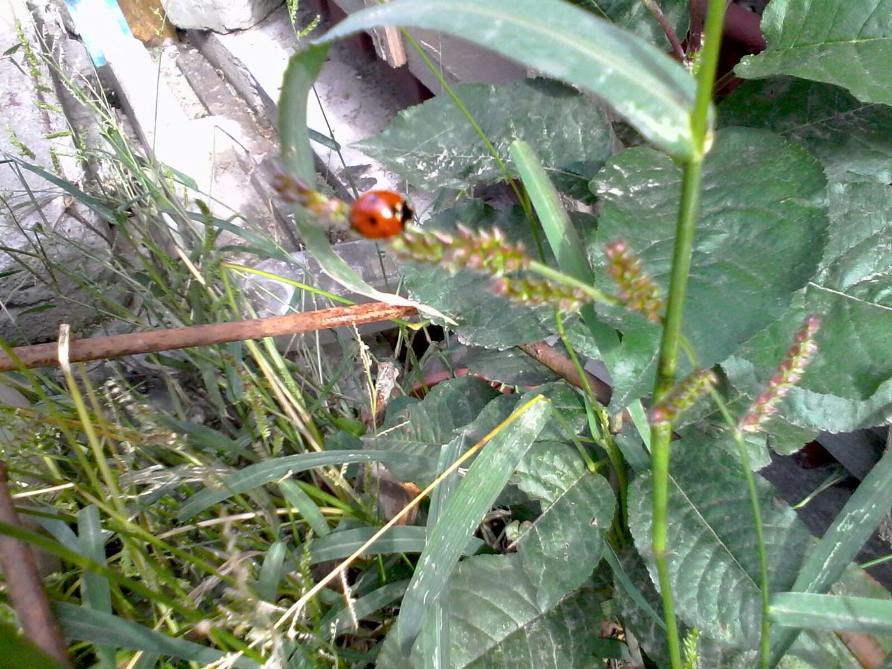 CLOSE-UP OF PLANT