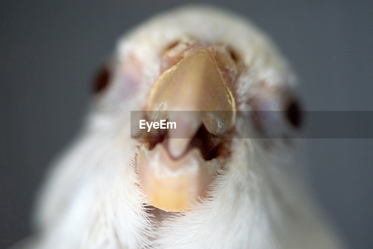 Close-up of pet bird