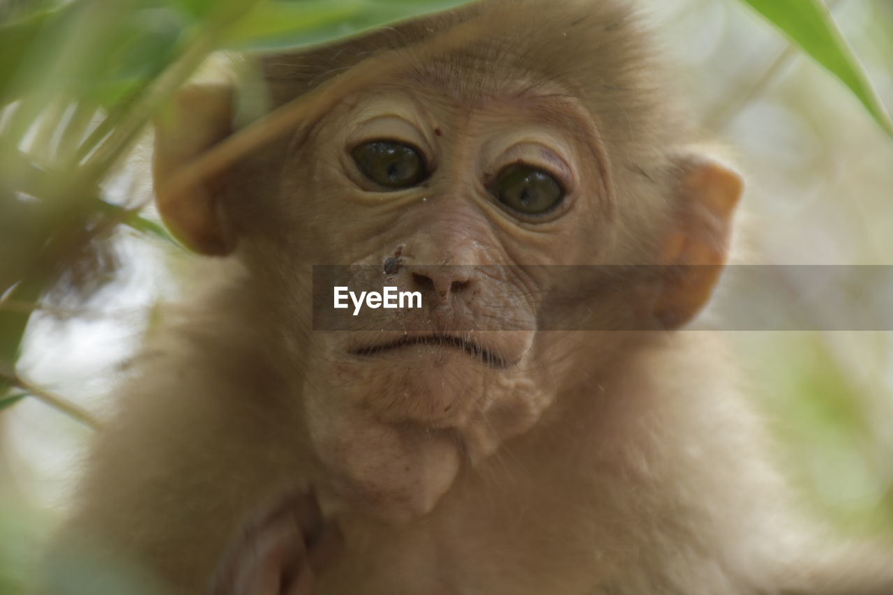 Close-up of portrait of assam macaque