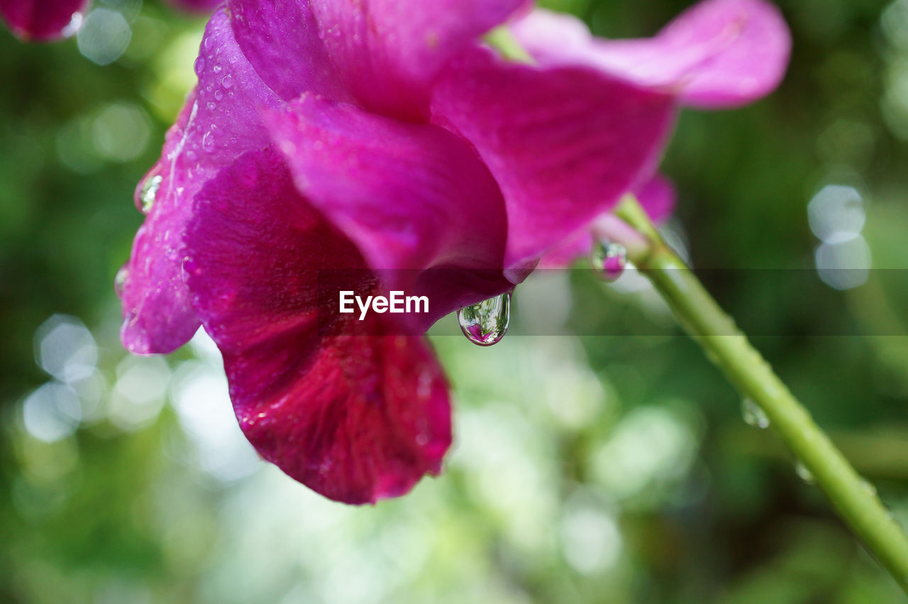 CLOSE-UP OF WATER DROPS ON HIBISCUS