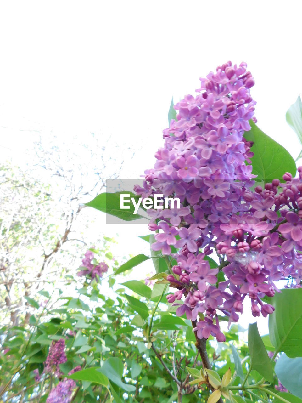 LOW ANGLE VIEW OF PINK FLOWERING PLANTS