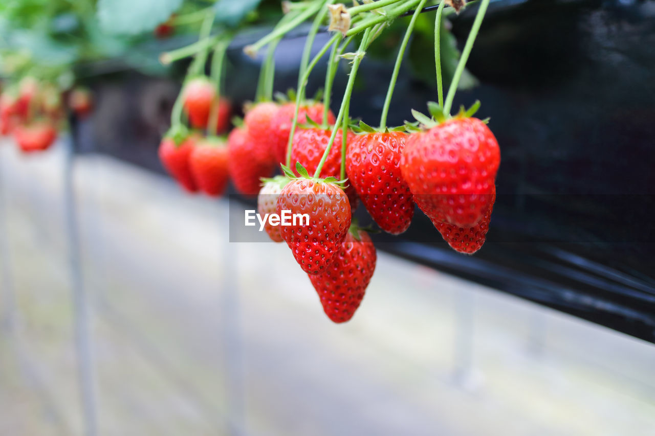 Close-up of strawberries growing outdoors