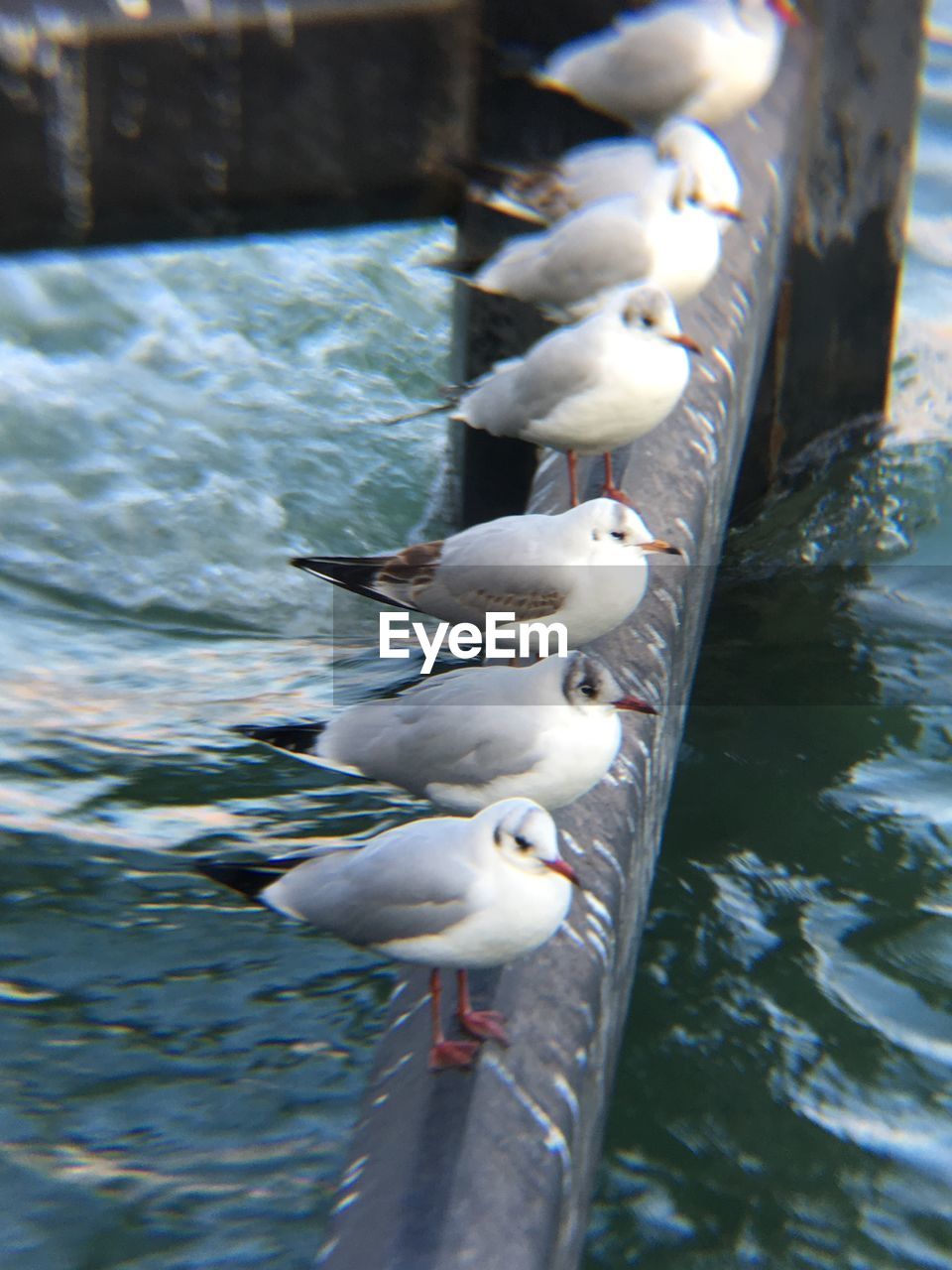 SEAGULLS ON LAKE