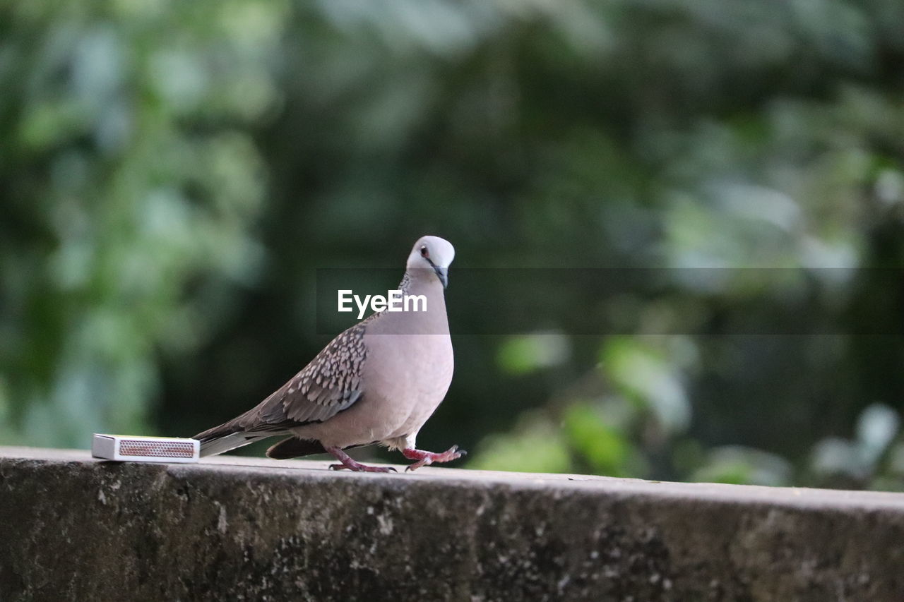 Close-up of pigeon perching on retaining wall