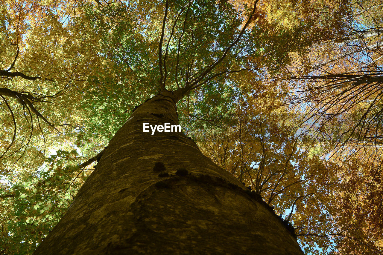 LOW ANGLE VIEW OF TREE IN FOREST